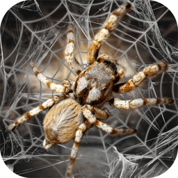 蜘蛛模拟生存